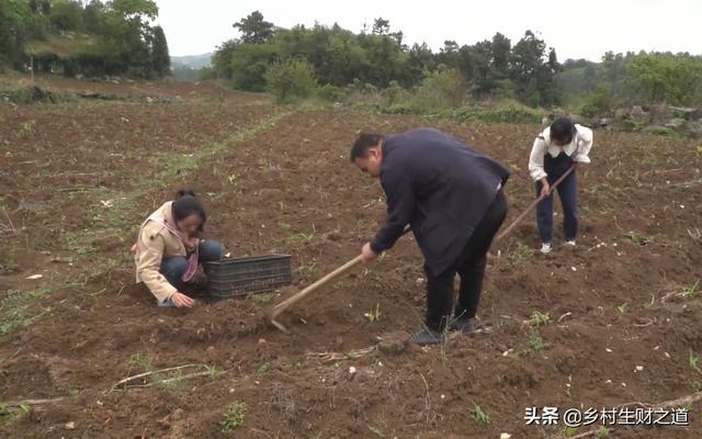 魔芋粉价格多少钱一斤（魔芋粉价格多少钱一吨）